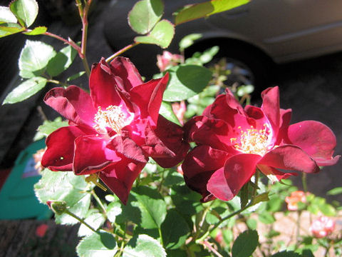 Rosa cv.