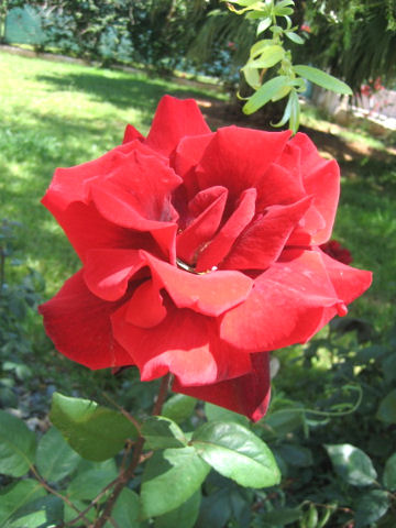 Rosa cv.