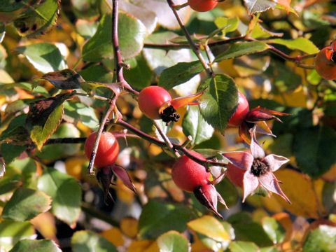 Rosa cv. Red Meidiland