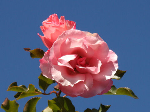 Rosa cv.