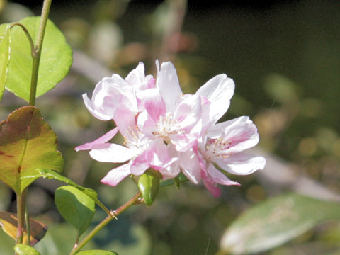 Rosa cv.