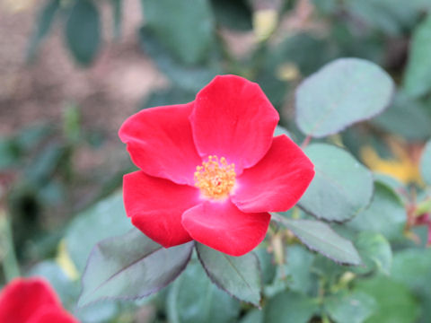 Rosa cv.