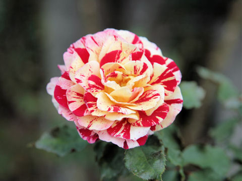 Rosa cv.