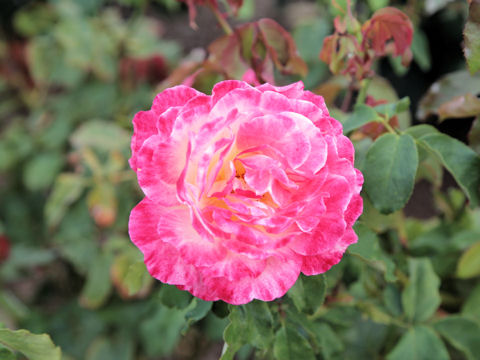 Rosa cv.