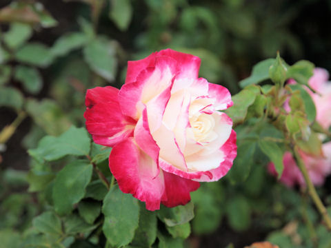 Rosa cv.