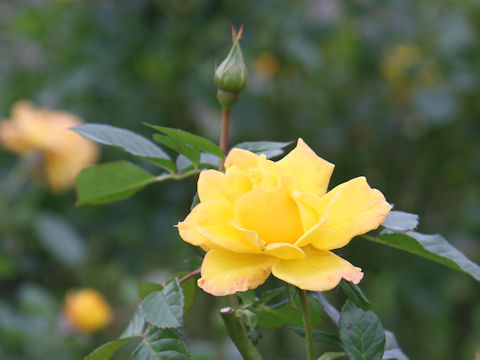 Rosa cv. Gold Marry '84