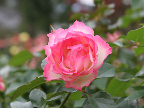 Rosa cv. Strawberry Ice