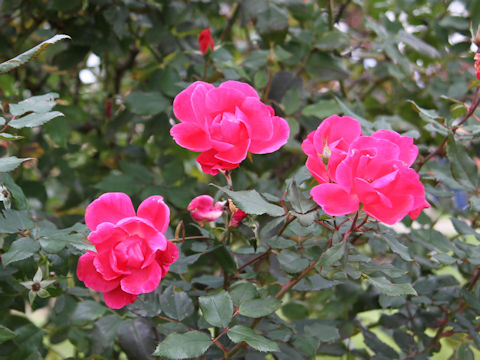 Rosa cv. Blushing Knock Out