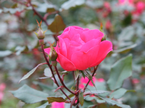 Rosa cv. Blushing Knock Out