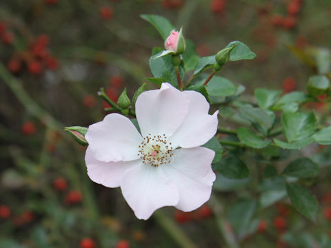 Rosa cv. Garasha