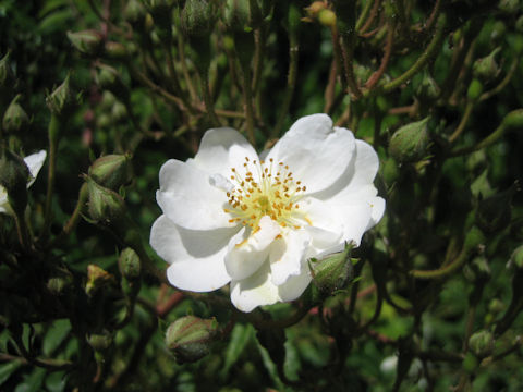 Rosa cv. Garasha