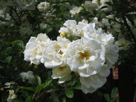 Rosa cv.