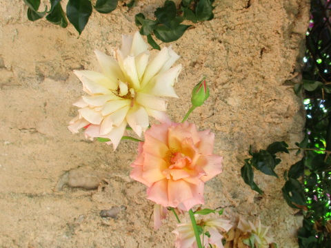 Rosa cv.