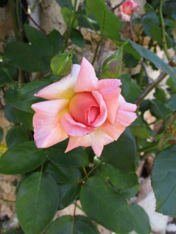 Rosa cv.