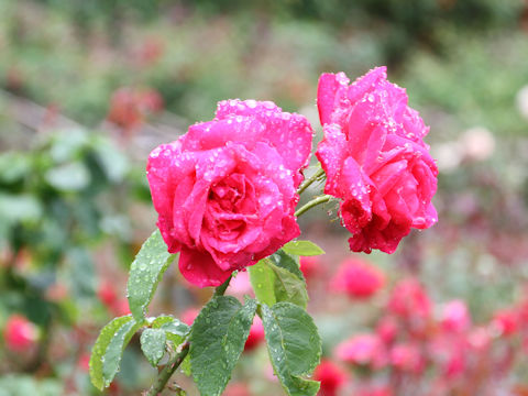 Rosa cv. Maria Callas