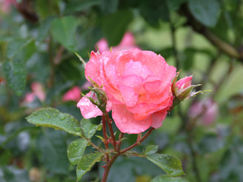 Rosa cv. Jardins de France