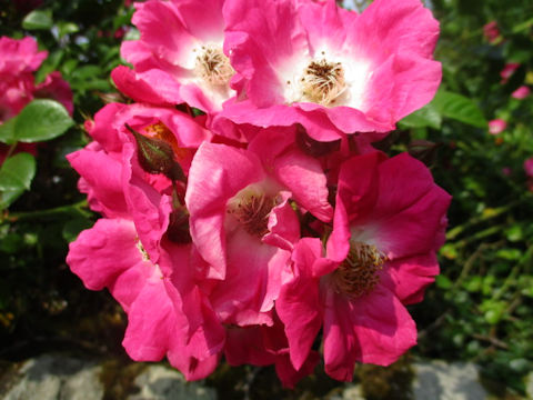 Rosa cv.