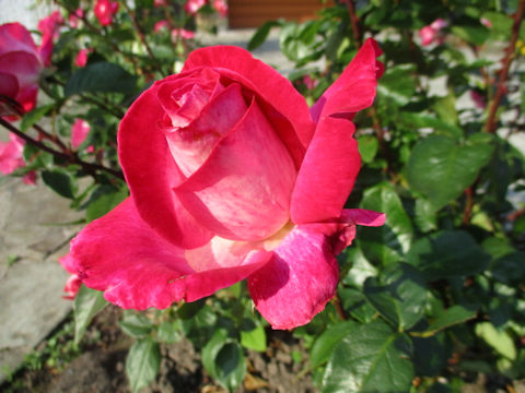 Rosa cv.