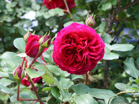 Rosa cv. Tess of the d'Urbervilles