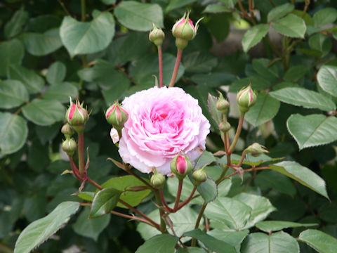 Rosa cv. James Galway