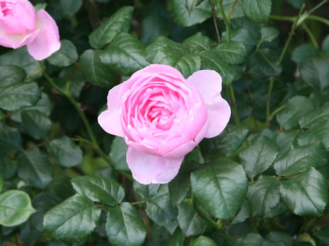 Rosa cv. Scepter'd Isle