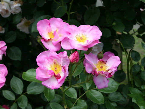 Rosa cv. Escapede