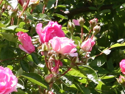 Rosa cv. Tausendschon