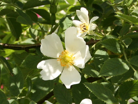 Rosa cv. Zéphirine Drouhin