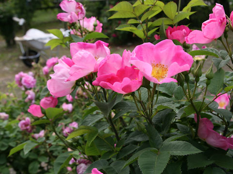 Rosa cv. Complicata