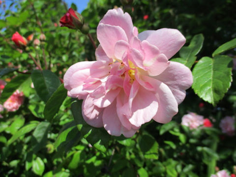 Rosa cv.