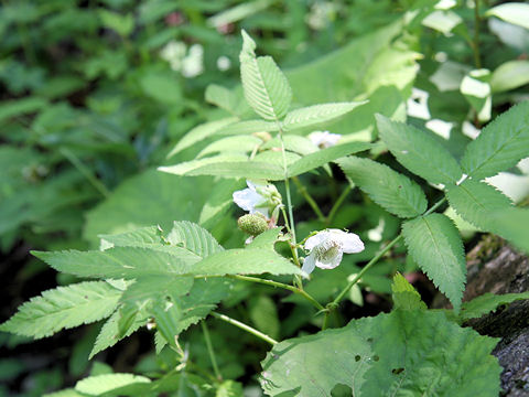 Rubus illecebrosus