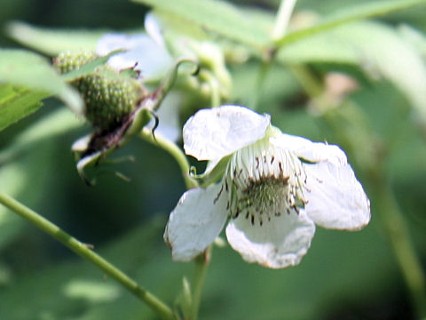 Rubus illecebrosus