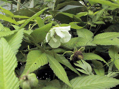 Rubus illecebrosus