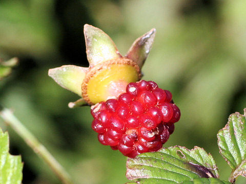Rubus illecebrosus
