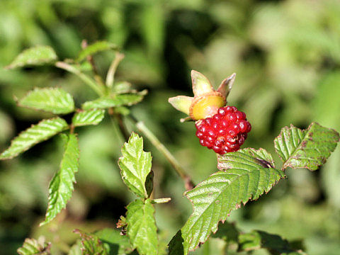 Rubus illecebrosus