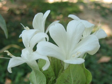 Barleria albostellata