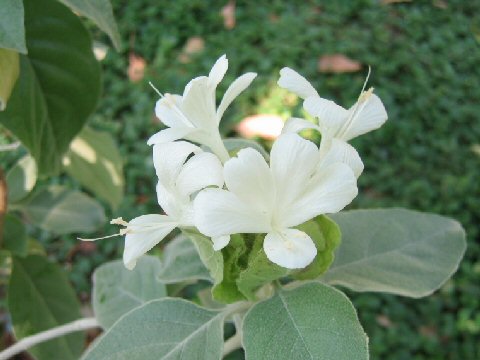 Barleria albostellata