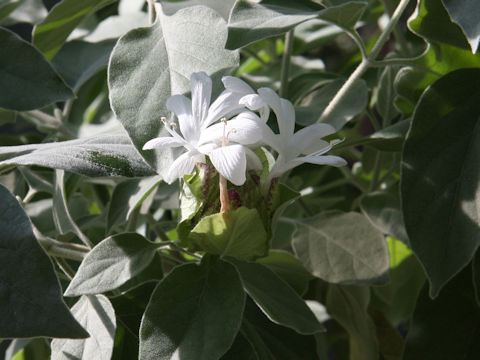 Barleria albostellata