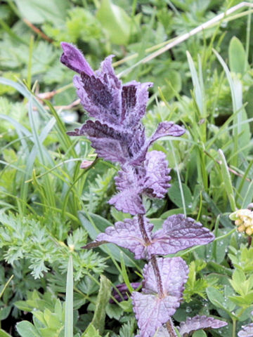 Bartsia alpina