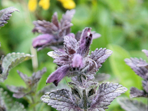 Bartsia alpina