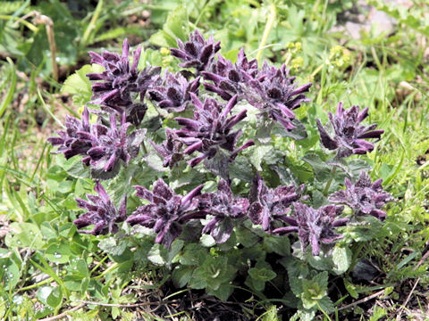 Bartsia alpina