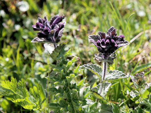 Bartsia alpina