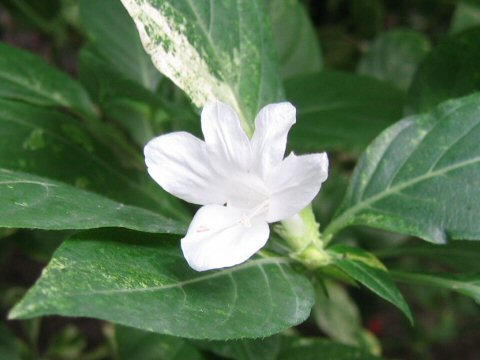 Barleria candida