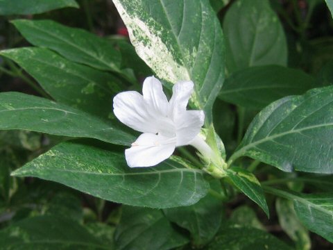 Barleria candida