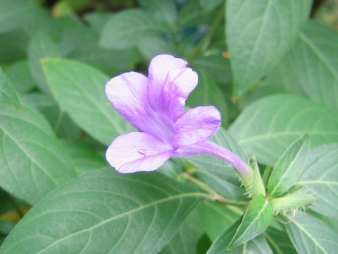 Barleria cristata