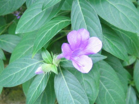 Barleria cristata