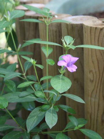 Barleria cristata