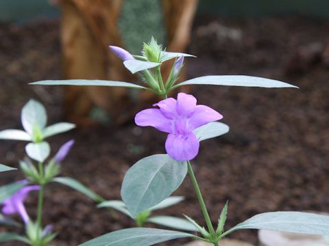 Barleria cristata