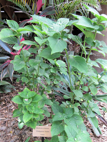 Barleria cristata