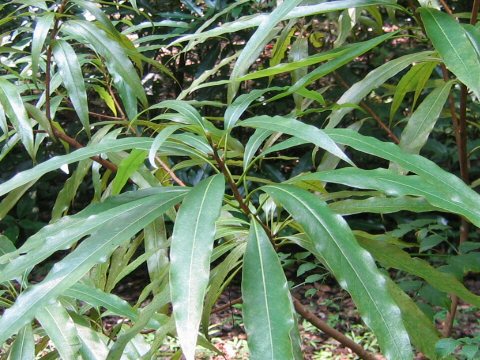 Litsea acuminata